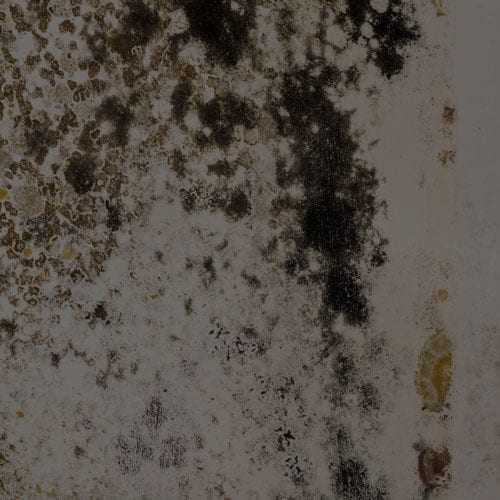 Mold in the Basements of Utah Homes