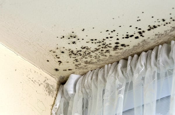 Testing For Black Mold Green Home Air Quality Company Testing For Black Mold