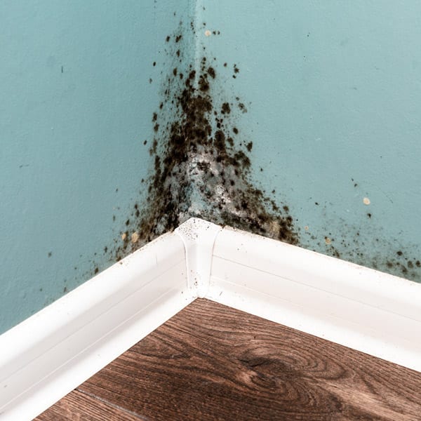 Treating Mold in the Kitchen