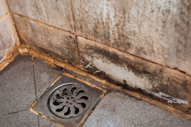 Black mold spreading across interior wall surface due to moisture damage