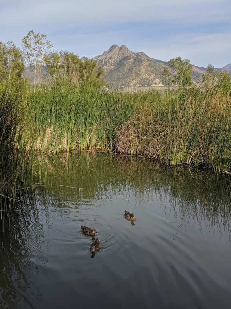 Pond, reeds and mountain view at Big Cottonwood Regional Park, Holladay Lions Area.