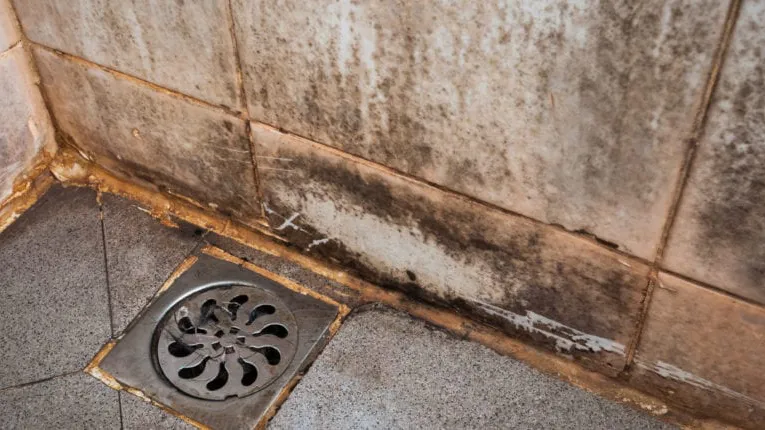 Mold growth on interior wall showing moisture damage and discoloration
